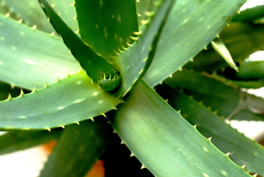 aloe erkaklar quvvati uchun